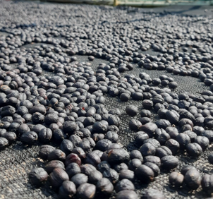 Washed Coffee